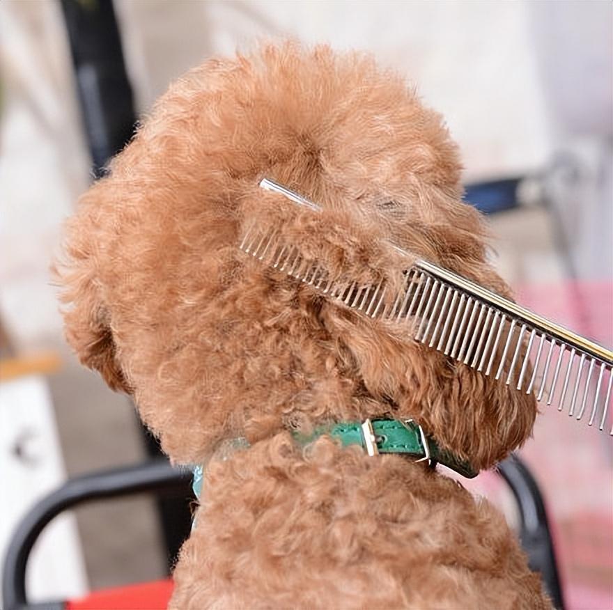 两个月泰迪犬的饮食指南，蛋黄能否成为其美味佳肴？