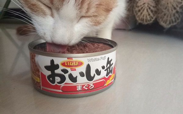 探讨两个月小猫能否食用猫罐头，营养需求与适宜性考量