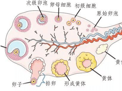 女生一个月排卵几次，生理周期中的奥秘