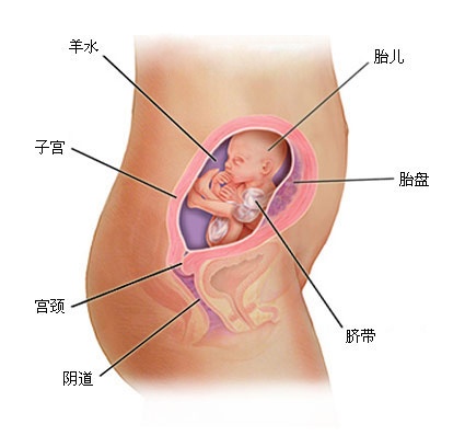 胎儿每个月的成长过程