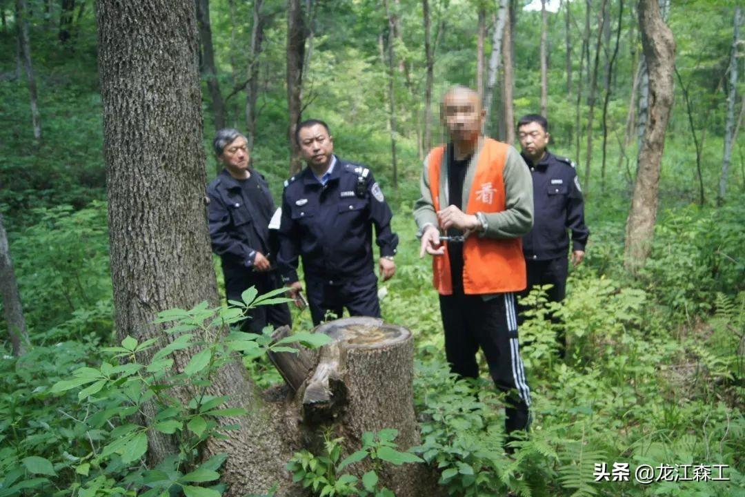 广东省的木业公司，繁荣的林业产业与地域优势