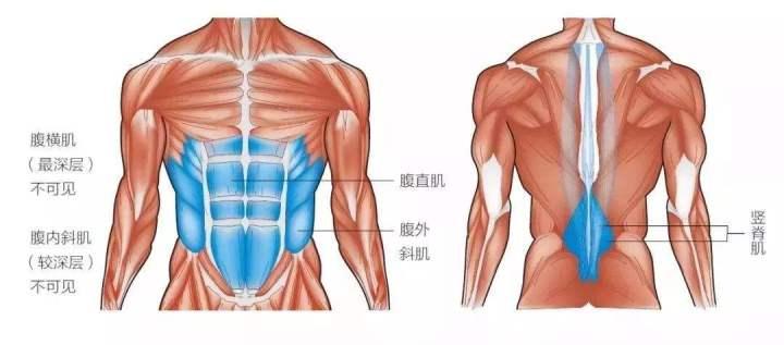 宝宝五个月会坐好吗？——关于婴儿早期动作发展的探讨