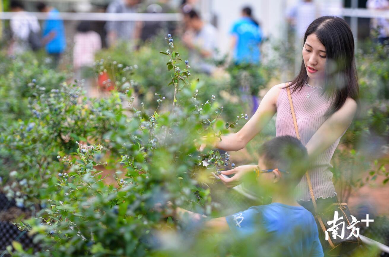 广东蓝莓有限公司，广东地区的蓝莓产业佼佼者